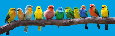 Vögel in verschiedenen Farben sitzen nebeneinander auf einer Stange.